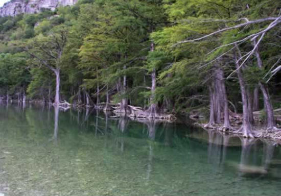 Large cypress trees lining the bank of the Frio River as it flows through Garner State Park near Concan, Texas