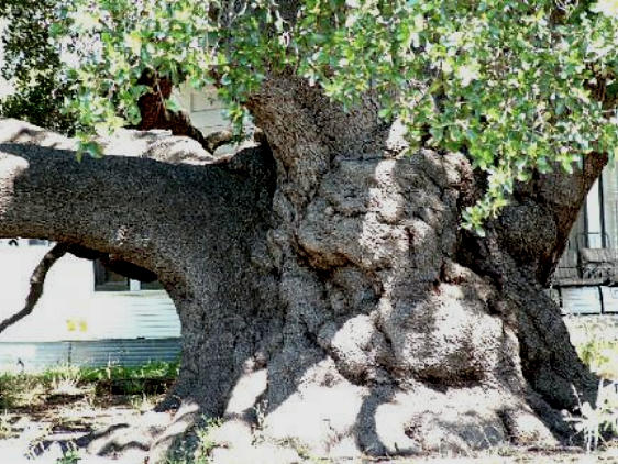 Close up of the massive trunk of the Rio Frio Champion Escarpment live oak