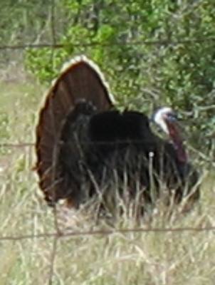 Wild Turkey in Texas Hill Country between Vanderpool and Medina