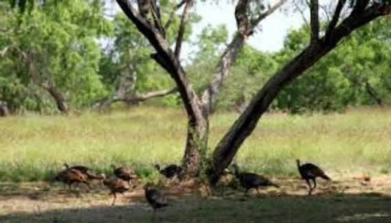 Wild turkey are really cared for in the Texas Hill Country