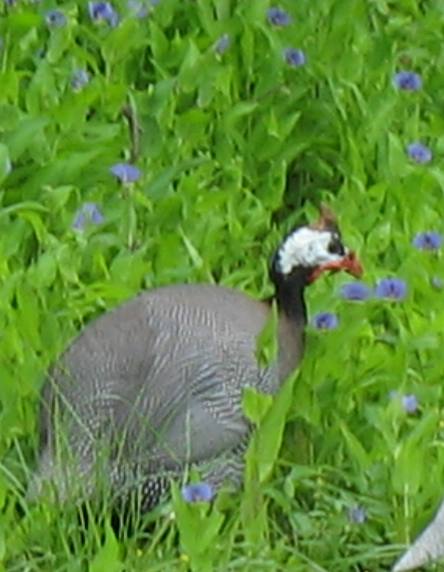 Guinea fowl