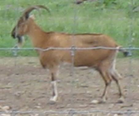 Extic goat in breeding pen at an exotic animal ranch