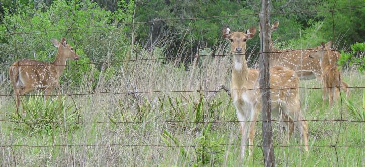 Axis deer in the Texas Hill Country
