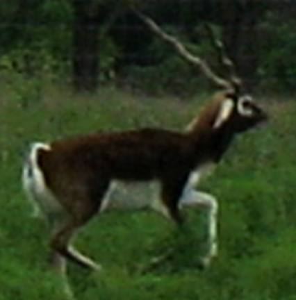 Black buck Antelope on Hill Country game ranch