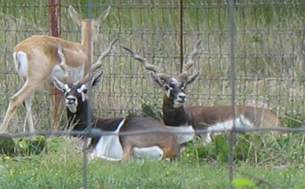 Black buck in breeding pens for the exotic game ranches