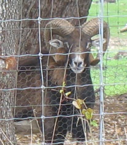 Bighorn sheep or some other exotic sheep in a breeding pen