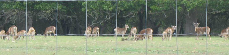 Exotic animals on one of those Texas Hill Country exotic game ranches