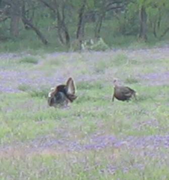 Wild turkey in field of verbina at South Llano State Park Junction, Texas