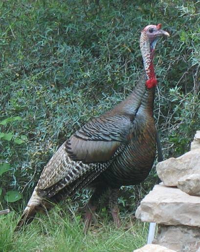 Wild turkey in South Llano State Park Junction, Texas