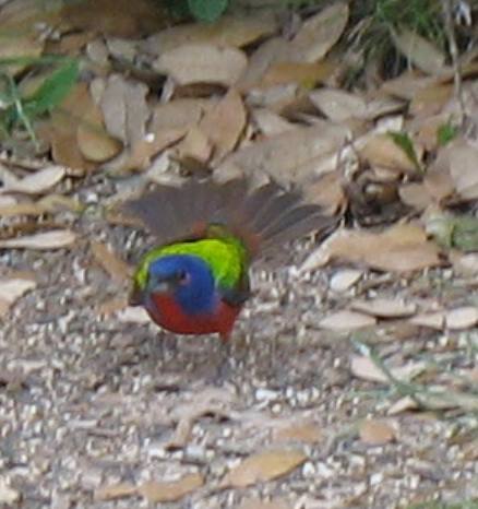 Male painted bunting desplaying at South Llano River State Park