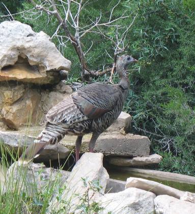Wild turkey at watering hole in South Llano River State Park: Junction, TX