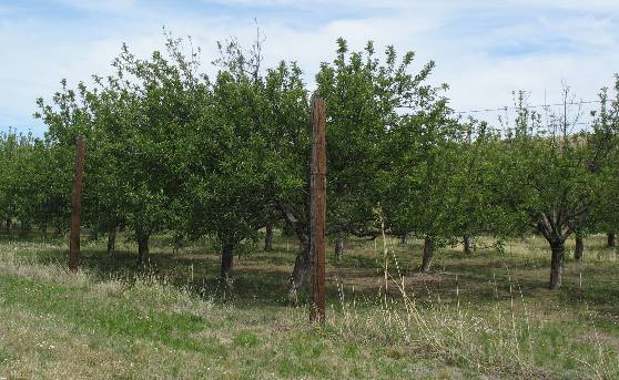 Old apple orchard near Ft Davis, Texas