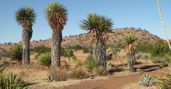 Yucca on display at Chihuahuan Desert Botanical Gardens in Ft Davis