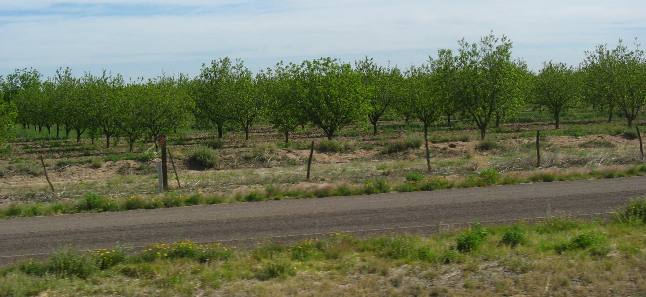 Balmorhea, Texas Pecan orchard