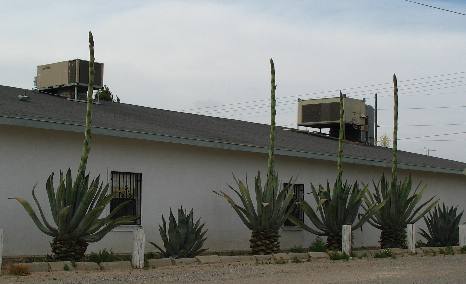 Century plants (agave) sending up bloom stalks in El Paso