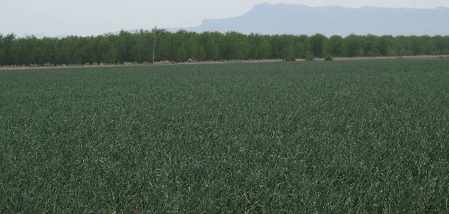 Onions and Pecans in the Rio Grande Valley east of El Paso, Texas near Fabens