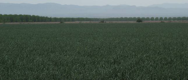 Onions and Pecans near Fabens  in the Rio Grande Valley east of El Paso, Texas