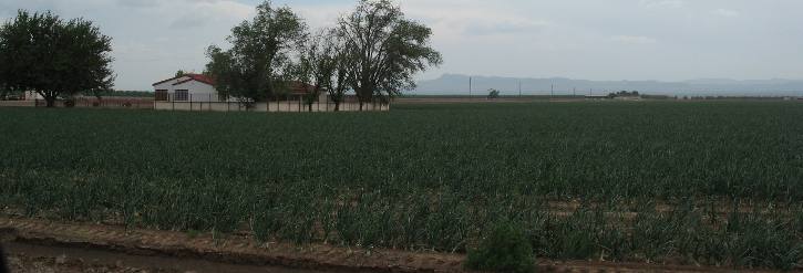 Onions, around Fabens,  in the Rio Grande Valley east of El Paso, Texas