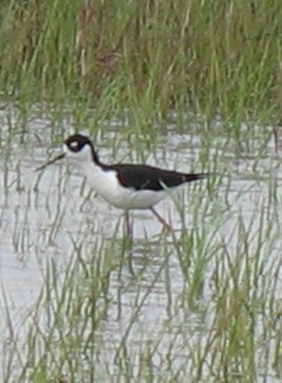 Black neck stilt