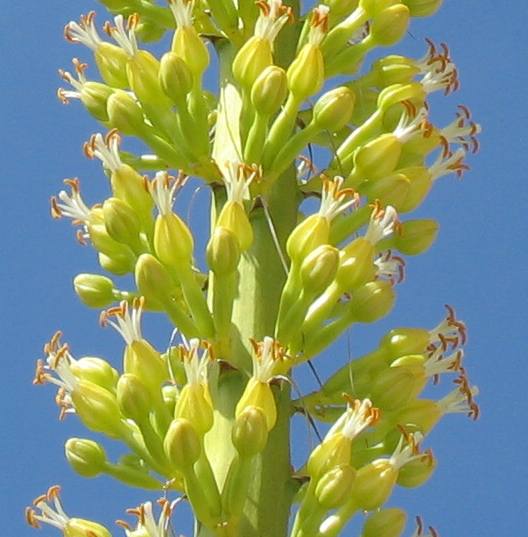 Closeup of agave bloom