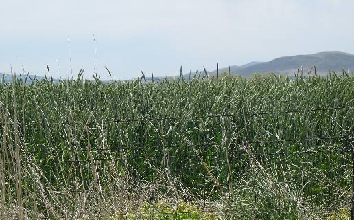 Grain field in the valley surrounding Utah Lake near Provo, Utah