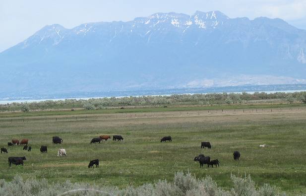 Wasatch Mountains as seen from the valley on the west side of Utah, Lake near Provo, Utah