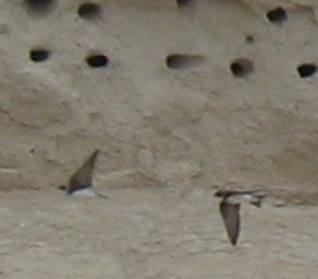 Bank swallows and nest holes