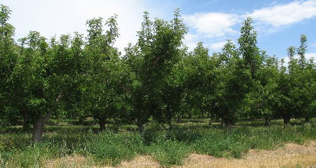 Fruit orchard on bank of Utah, Lake southwest of Provo