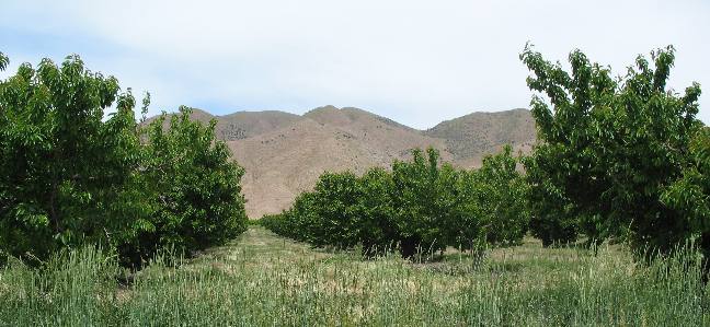 Fruit orchard on bank of Utah, Lake southwest of Provo
