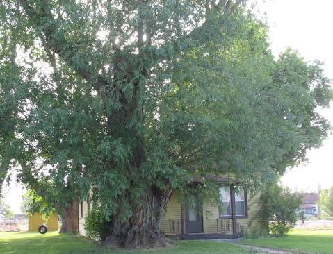 Huge willow tree