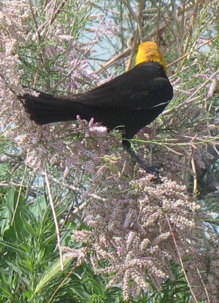Yellow-headed blackbird in tamerisk bushes at Utah Lake State Park: Provo, Utah