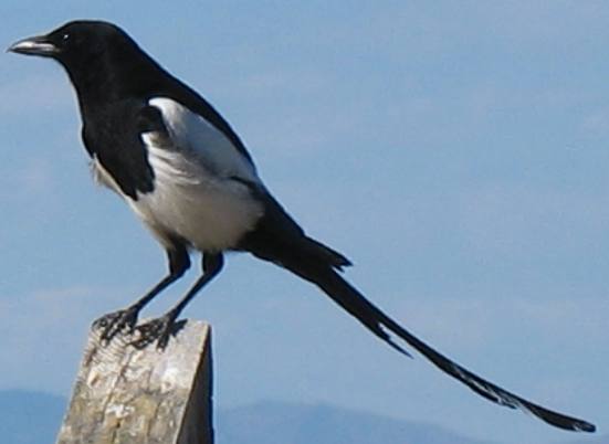 Magpie on Antelope Island in the Great Salt Lake