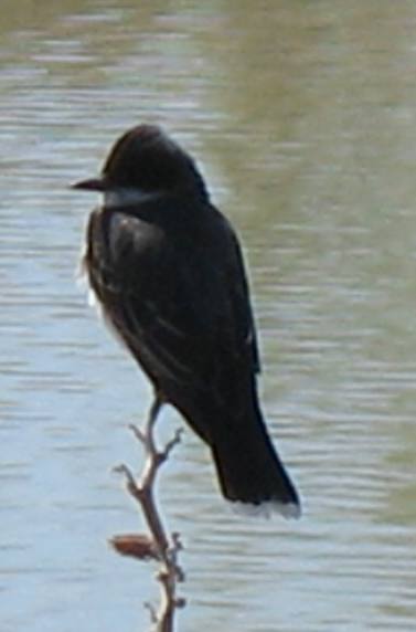 Eastern Kingbird in Bear River Migratory Bird Refuge