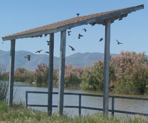 Nesting cliff swallows in Bear River Migratory Bird Refuge