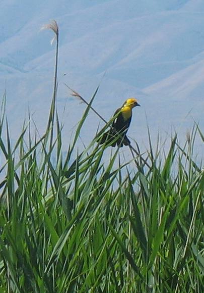Yellow-headed black bird