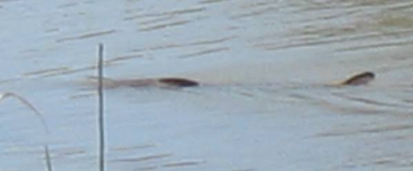 Carp in shallow water in Bear River National Migratory Bird Refuge