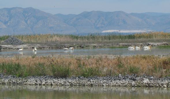 White Pelicans in Bear River National Migratory Bird Refuge
