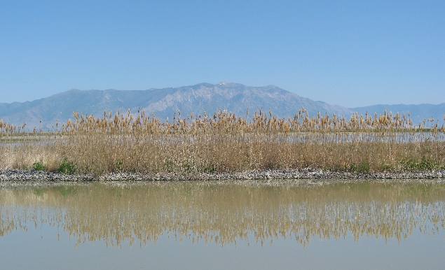 View of Wasatch Mountains from Bear River Migratory Bird Refuge