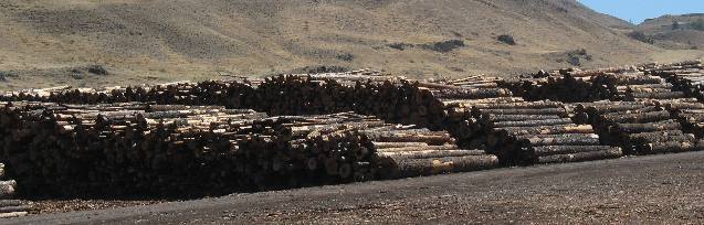 Logs at Forest Products Operation Wilma Port Facility near Clarkston, Washington