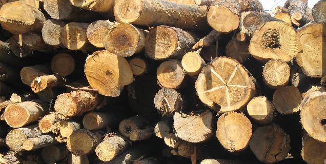 Logs at Forest Procucts Operation
