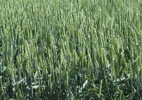 Grain in the Palouse Region of Washington