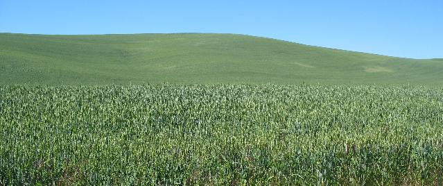 Agriculture in the Palouse Region of Idaho