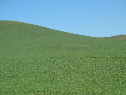 Peas to the horizon in the Palouse Region of Washington