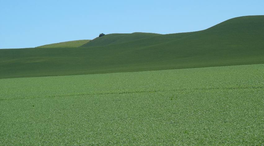 Peas & grain to the horizon in the Palouse Region of Washington