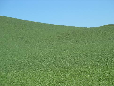 Peas to the horizon in the Palouse Region of Washington