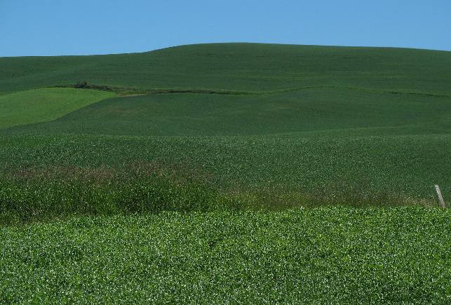 Peas & grain in the Palouse Region of Washington