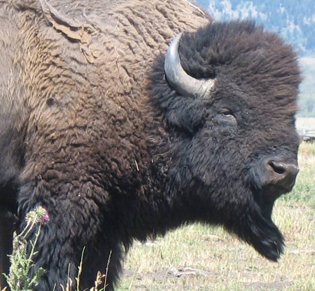 Large bull buffalo in Grand Teton National Park