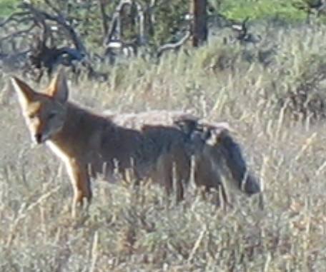 Coyote outside Gros Ventre campground