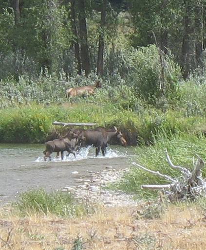 Cow elk and momma moose in Gros Ventre River