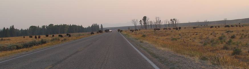 Buffalo crossing Gros Ventre Road at sunset